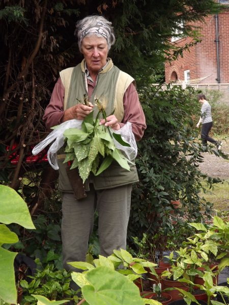 Linda Eggins with her water rooted Aucuba cuttings, The Week That Was, Winterbourne House and Garden, Digging for Dirt