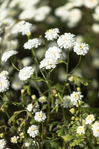 Feverfew grown for University of Birmingham researchers, photograph by Maggie Bucknall, The Week That Was, Winterbourne House and Garden, Digging for Dirt