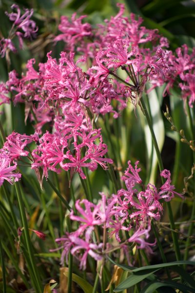 Nerine bowdenii in the South African Bulb Bed, photograph by Maggie Bucknall, The Week That Was, Winterbourne House and Garden, Digging for Dirt