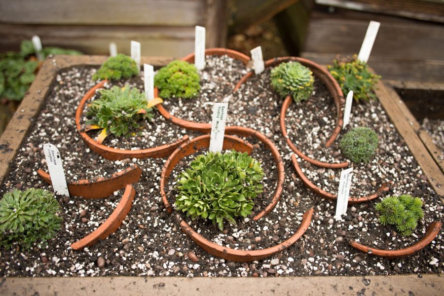 Newly planted trough, photograph by Maggie Bucknall, The Week That Was, Winterbourne House and Garden, Digging for Dirt