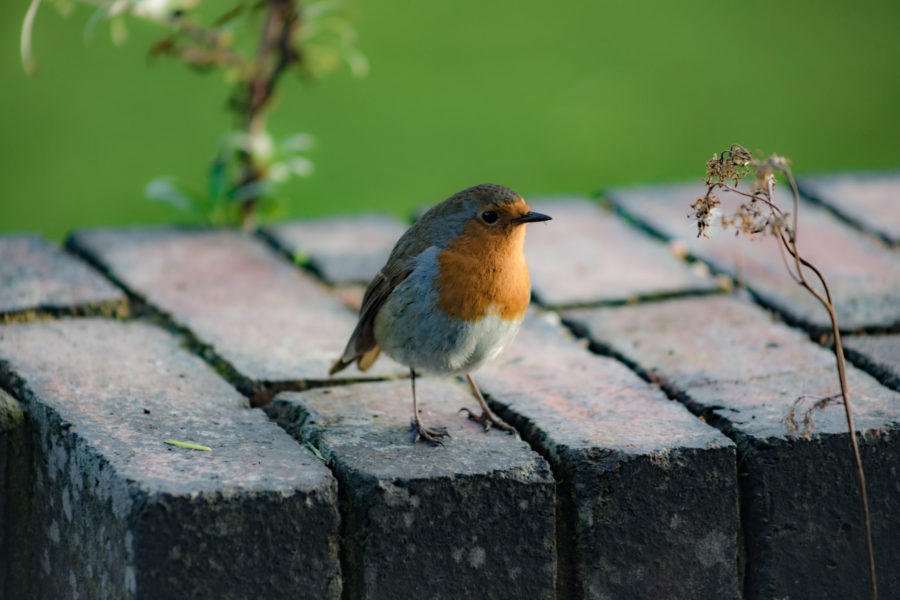 Robin on the Terrace, photograph by Maggie Bucknall, The Week That Was, Winterbourne House and Garden, Digging for Dirt