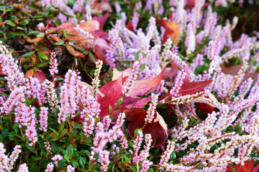 Polygonum vacciniifolium in the Sandstone Rock Garden, photograph by Victoria Buchanan, Snapshot, Winterbourne House and Garden, Digging for Dirt