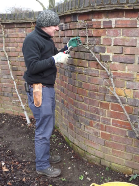 Huw pruning cordon apples in the Walled Garden, The Week That Was, Winterbourne House and Garden, Digging for Dirt