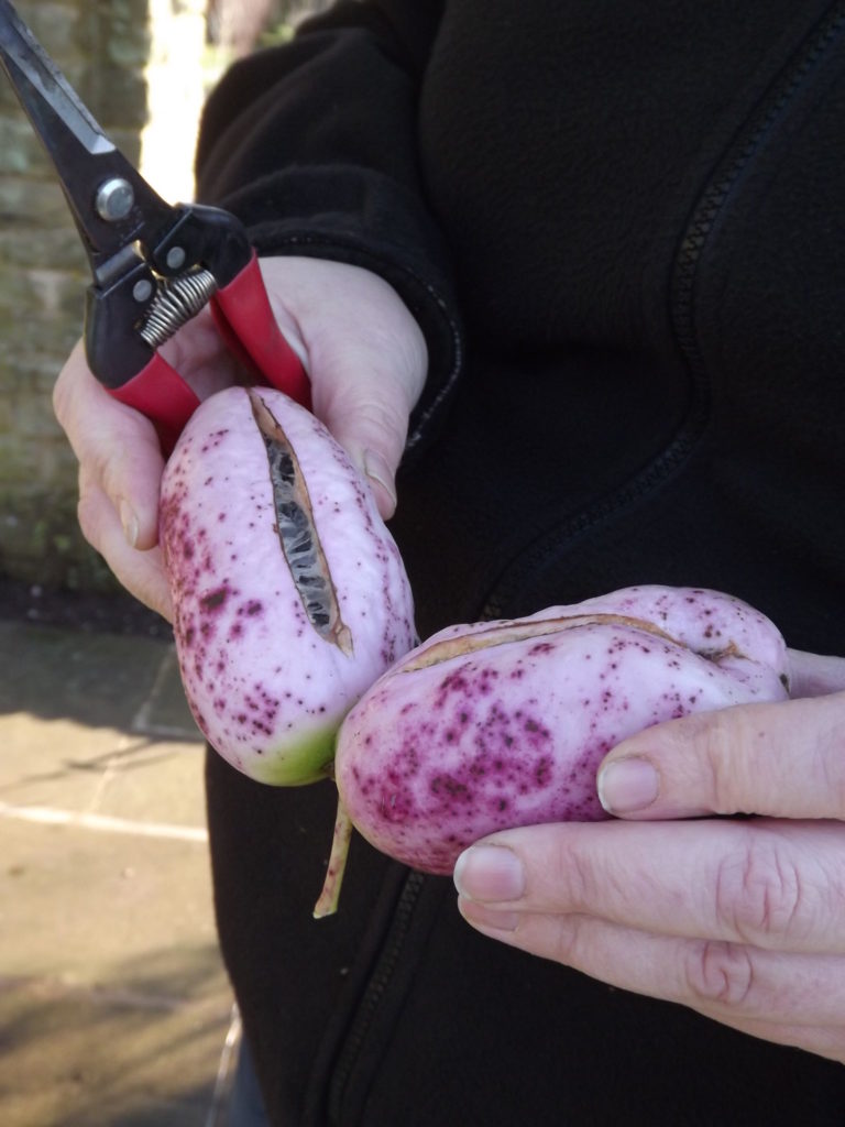 Jude collecting sausage vine fruits, The Week That Was, Winterbourne House and Garden, Digging for Dirt
