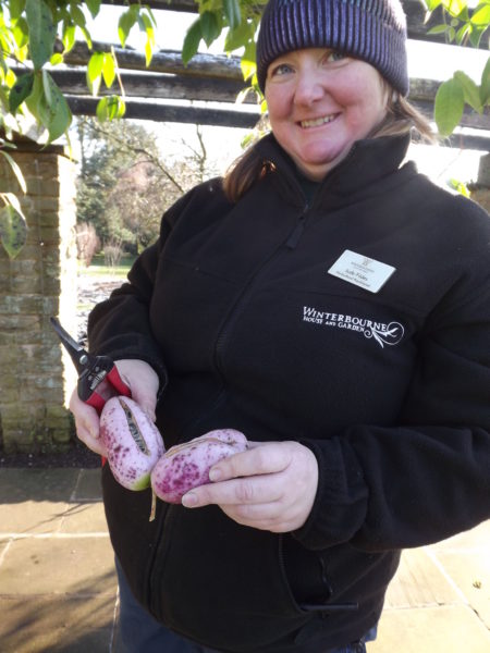 Jude collecting sausage vine fruits, The Week That Was, Winterbourne House and Garden, Digging for Dirt
