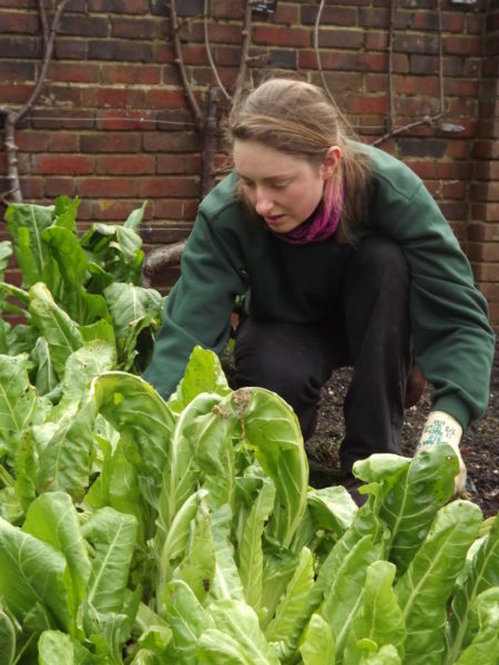 Leighanne tidying perpetual spinach in the Walled Garden, The Week That Was, Winterbourne House and Garden, Digging for Dirt