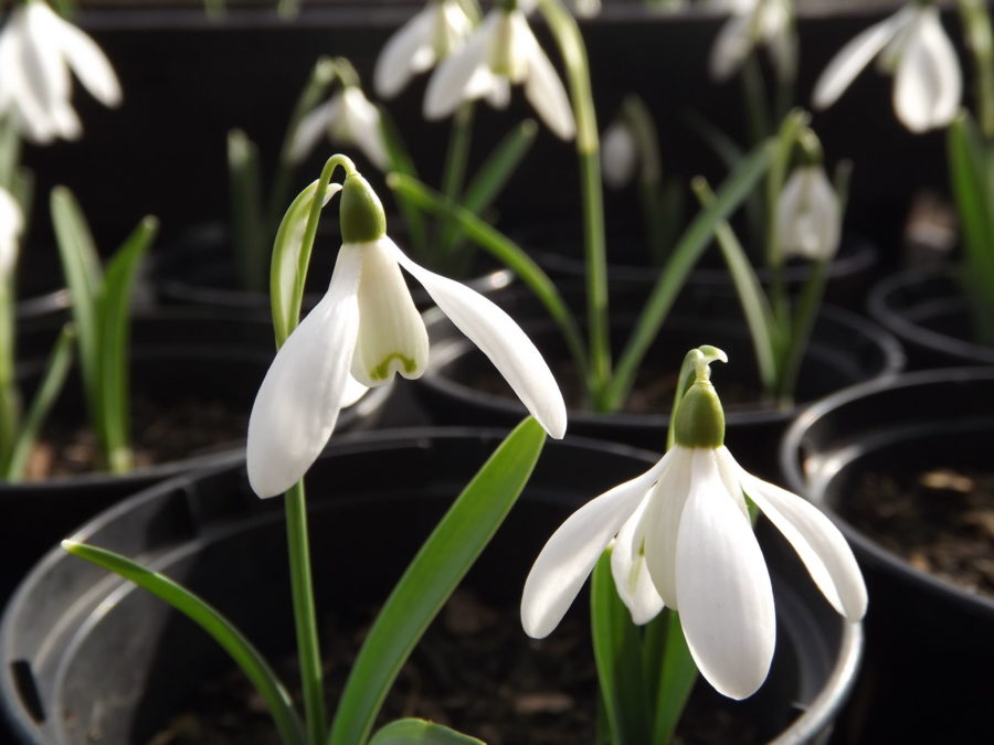 Snowdrops, The Week That Was, Digging for Dirt, Winterbourne House and Garden