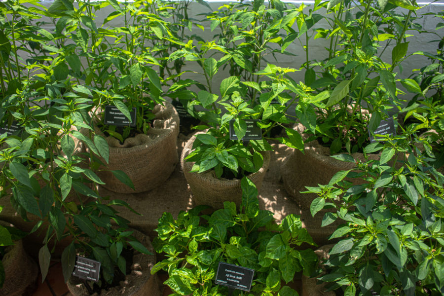 Chillies in the Lean-to Glasshouse, photograph by Maggie Bucknall, The Week That Was, Digging for Dirt, Winterbourne House and Garden