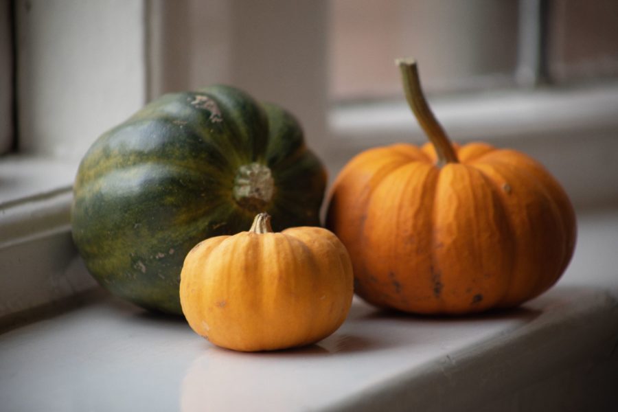 Squashes in the House, photograph by Maggie Bucknall, The Week That Was, Digging for Dirt, Winterbourne House