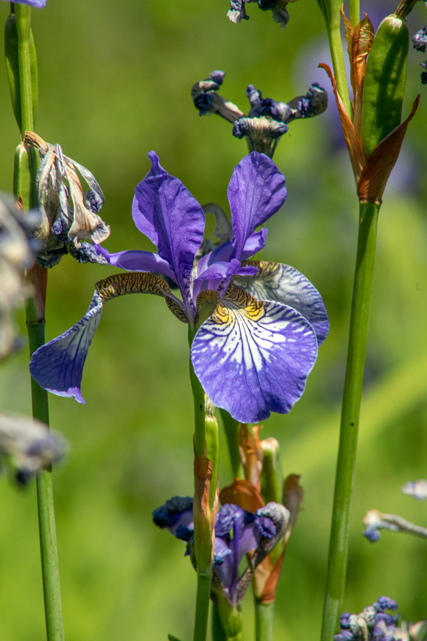 Plant spotlight iris winterbourne house and garden