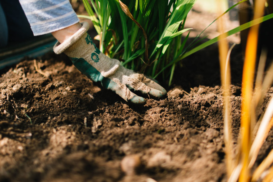 Image of a gardener planting.
