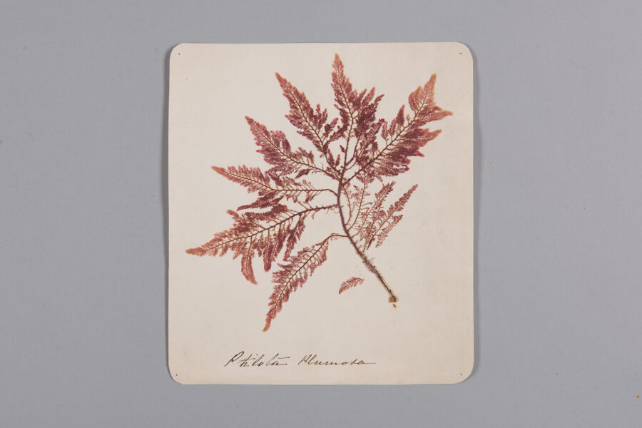 Seaweed specimen, 1910