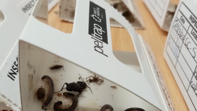 Some harmless beetles and centipedes