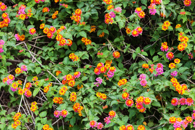 Lantana ‘Orange Magenta