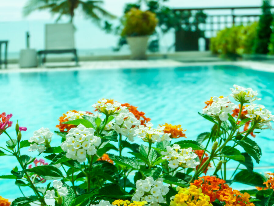 Lantana Camara light pink orange white magenta
