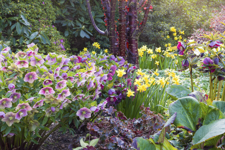 Hellebores and Narcissus at Winterbourne in march - credit Joe Wainwright