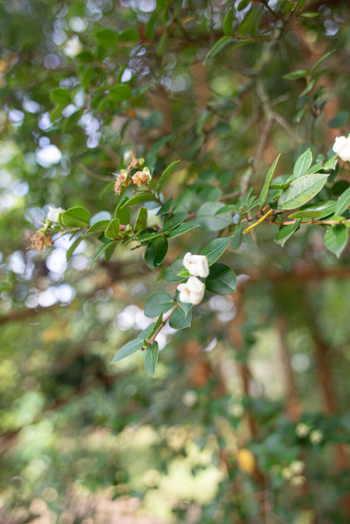 Lily-of-the-valley-tree