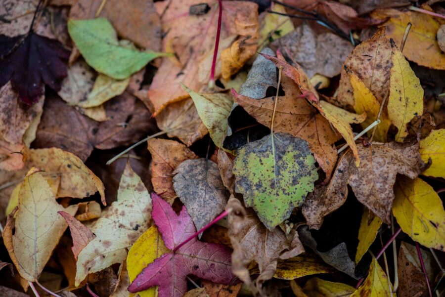 A selection of leaves