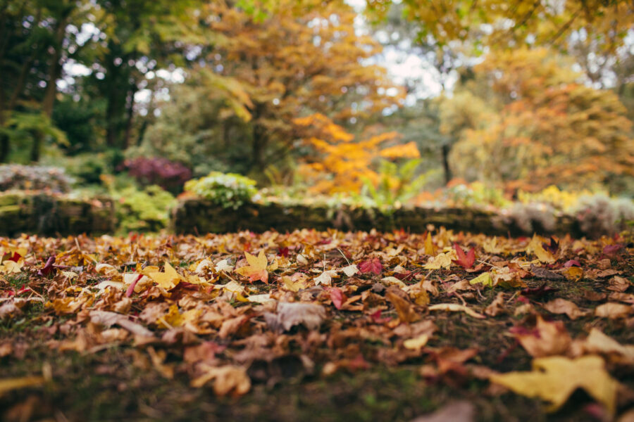 Leaves on the ground