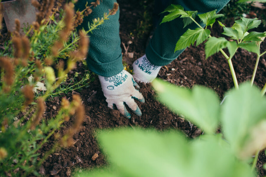 Gardener digging soil with their hands