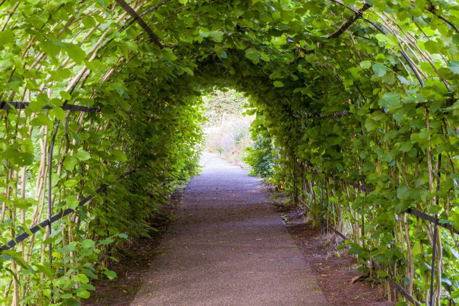 Nut walk