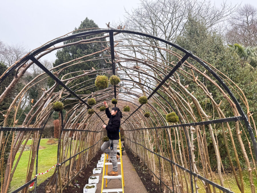 Fumiko hanging kokedamas