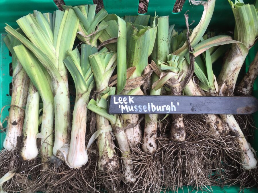 Leeks