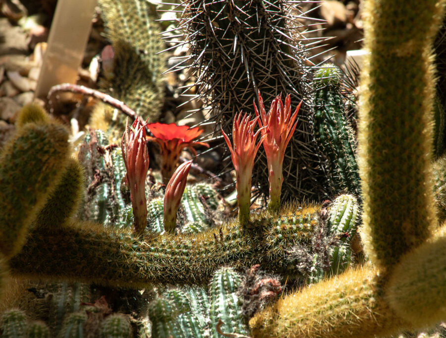Cacti in Lean-to and Arid House