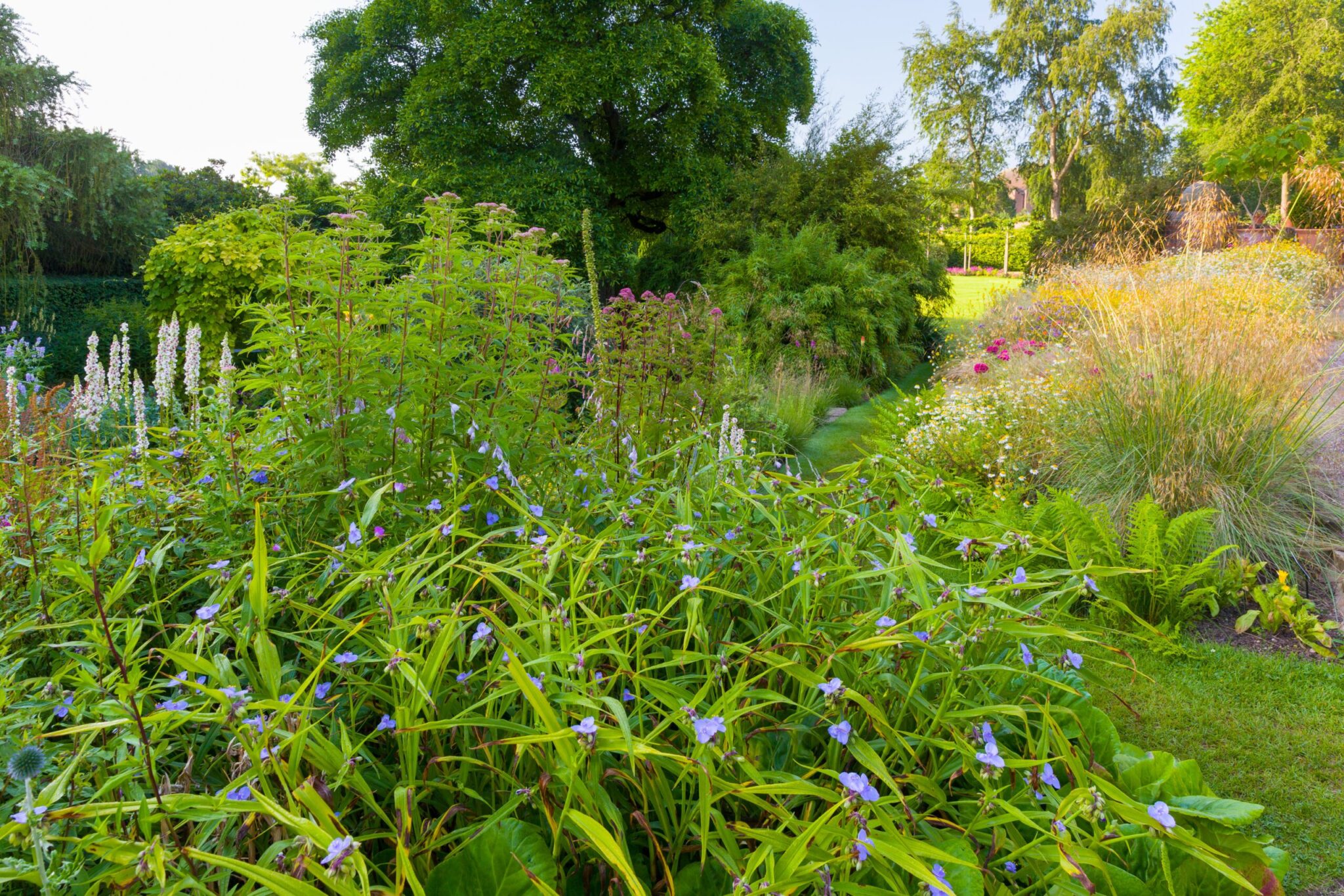 The Winterbourne garden in July