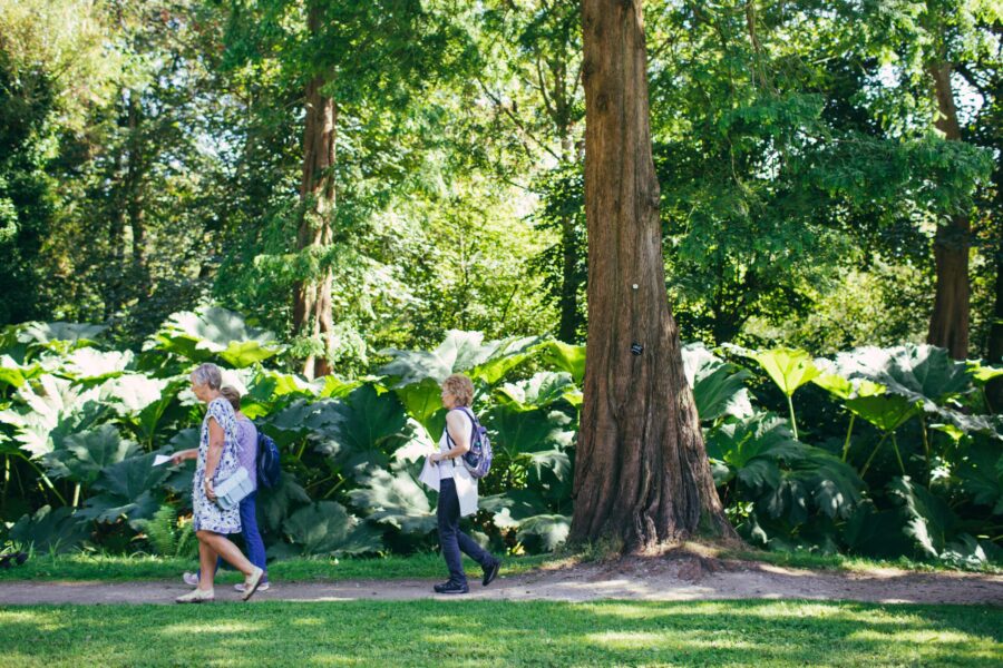 Visitors walking past the giant Metasequoia