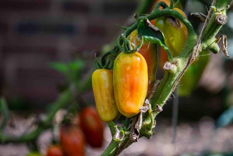 Tomato's grown at Winterbourne