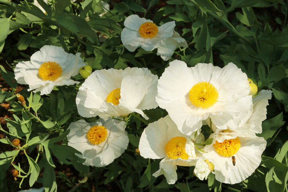 Californian Tree Poppy